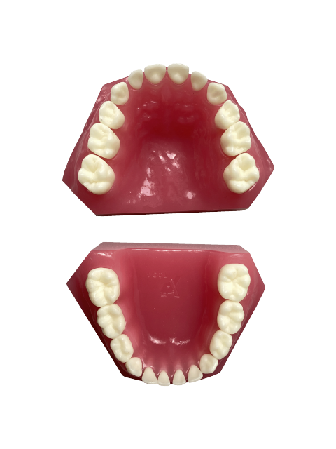 Deciduous Teeth Model For Child Jaw Development