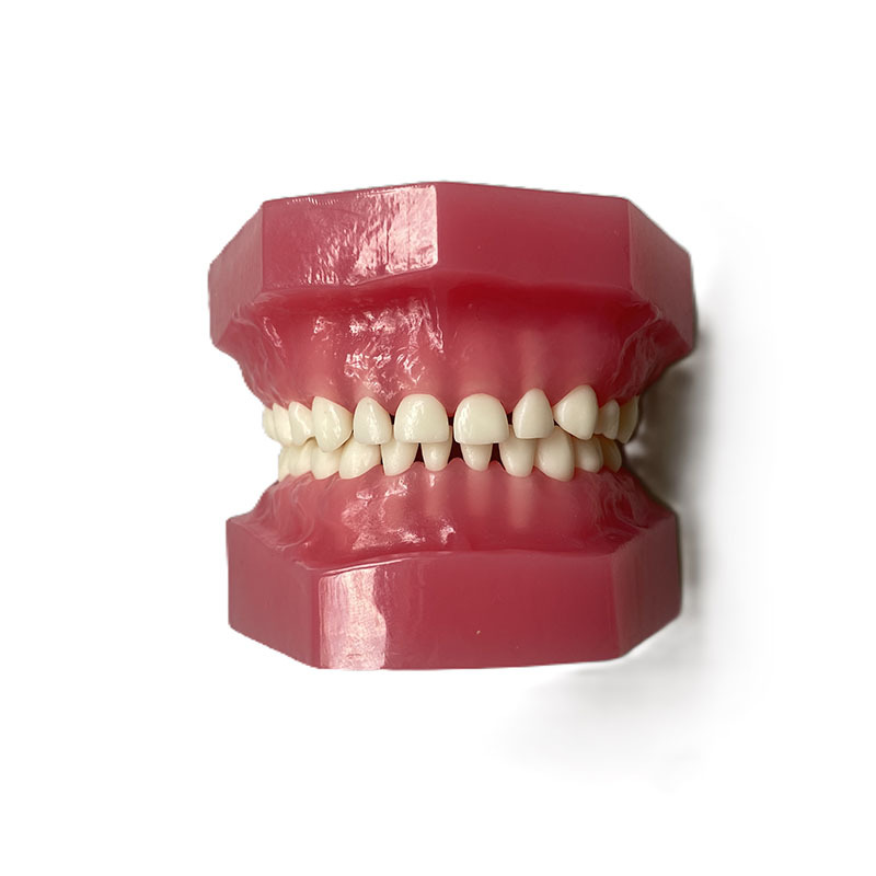 Deciduous Teeth Model For Child Jaw Development
