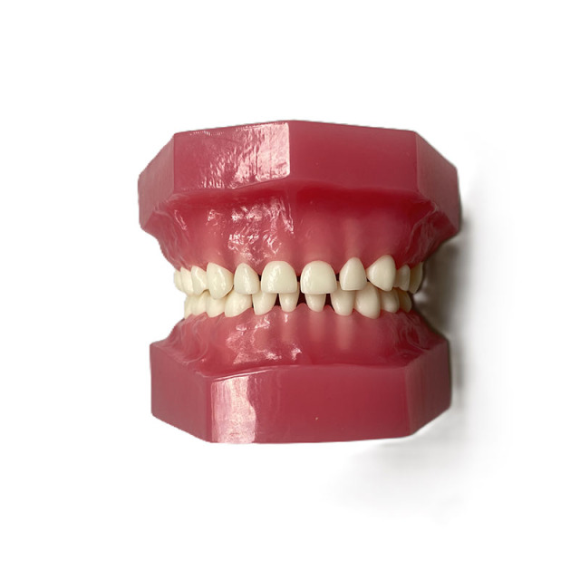 Deciduous Teeth Model For Child Jaw Development