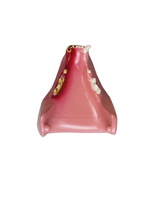Dental Cat Teeth Model - Simulated Pathologies for Veterinary Education