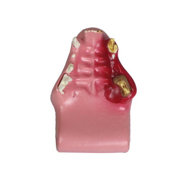 Dental Cat Teeth Model - Simulated Pathologies for Veterinary Education