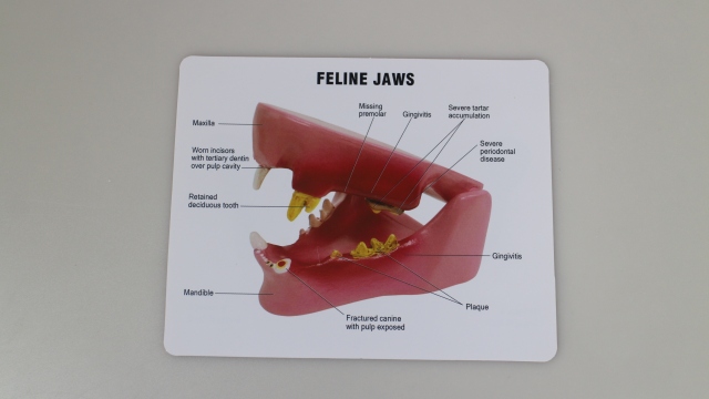 Dental Cat Teeth Model - Simulated Pathologies for Veterinary Education