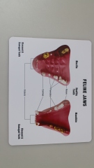 Dental Cat Teeth Model - Simulated Pathologies for Veterinary Education