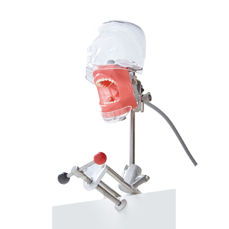 Portable Dental Phantom Head with Transparent Cover, Adjustable Jaw Model, and Table Edge Clamp for Easy Operation