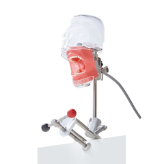Portable Dental Phantom Head with Transparent Cover, Adjustable Jaw Model, and Table Edge Clamp for Easy Operation