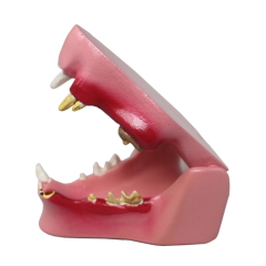 Dental Cat Teeth Model - Simulated Pathologies for Veterinary Education