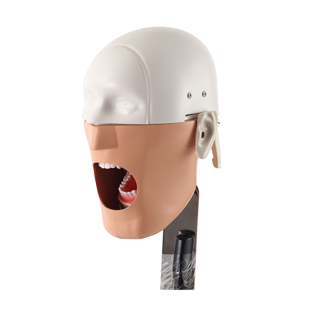 Chair Headrest Dental Phantom Head | Dental Simulation Training Model