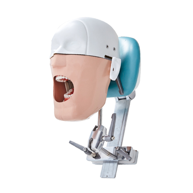 Dental Mannequin Head Fixed On Chair