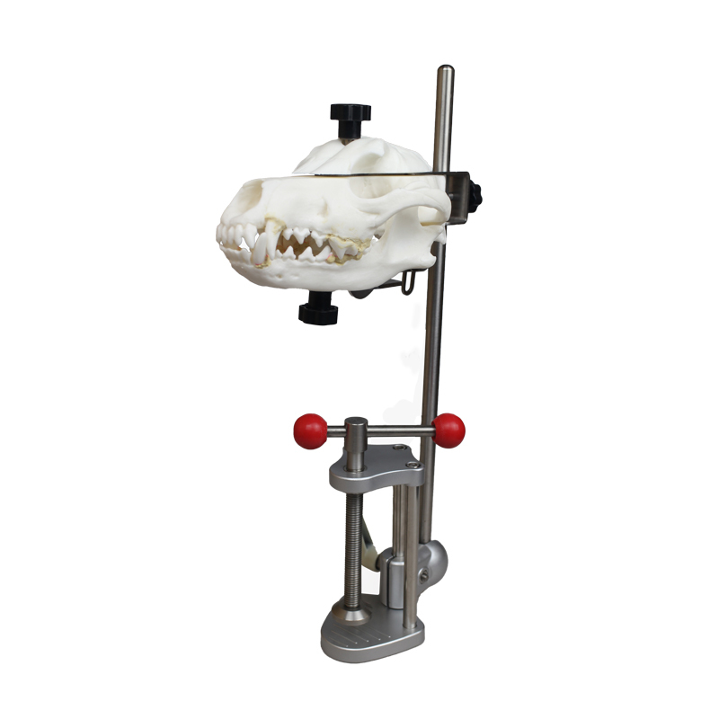 Resin Dog Skull Model Tailored for Veterinary Students