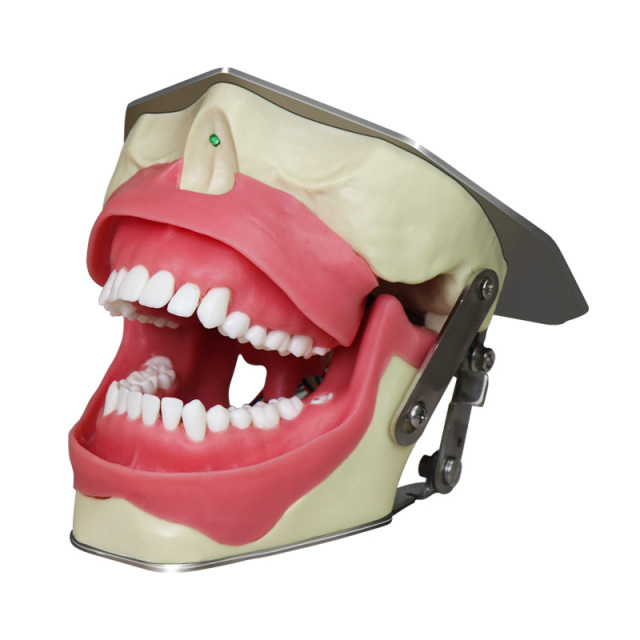Dental Anesthesia Model for anesthesia and tooth extraction