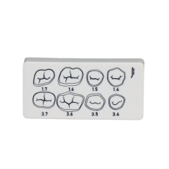 3-Layer Resin Tooth Preparation Practice Board | Jinglemed