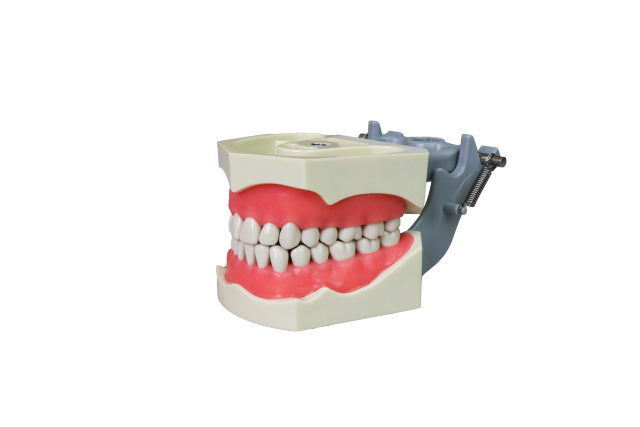 Standard Euro Dental Model