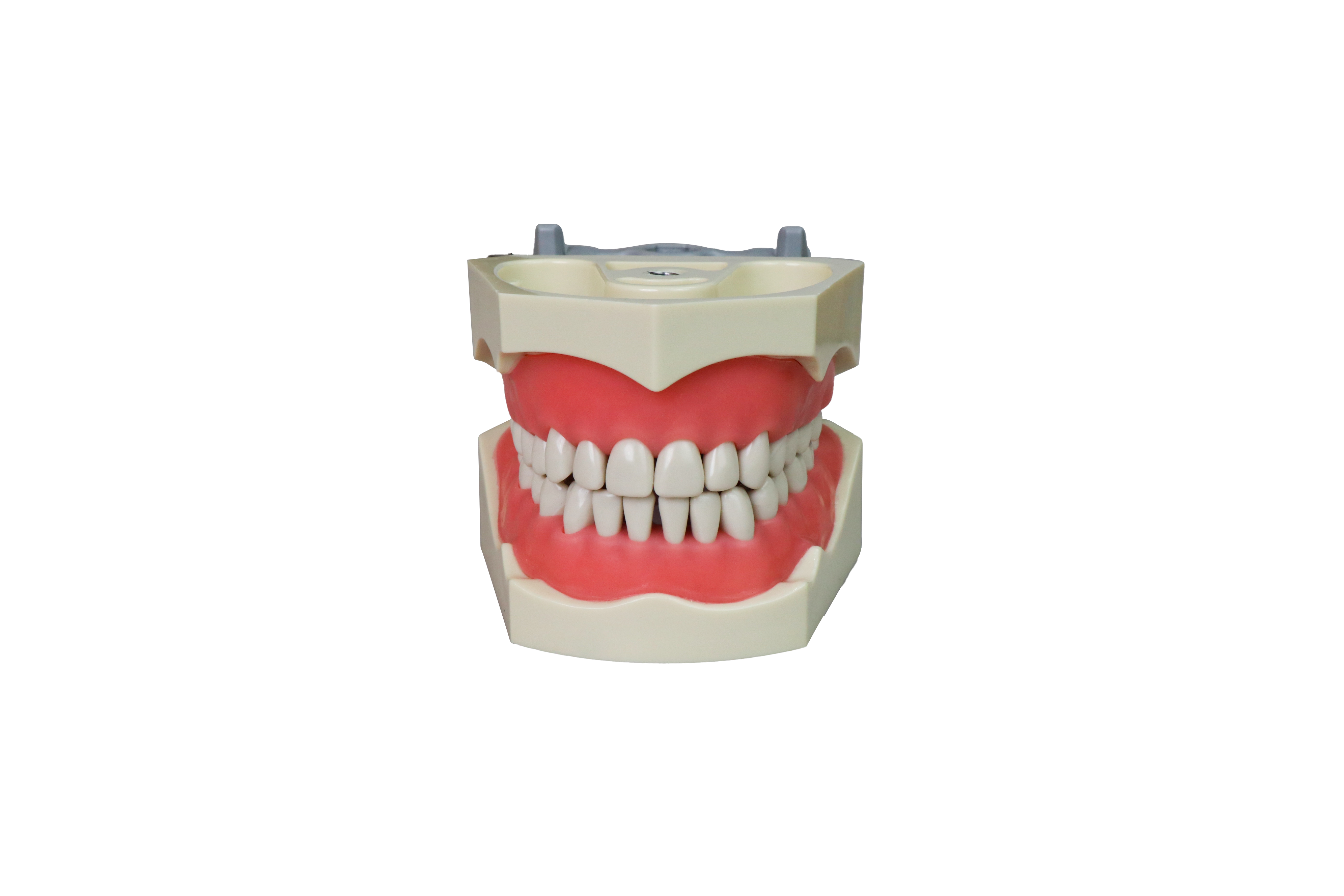 Standard Euro Dental Model