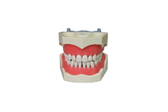 Standard Euro Dental Model