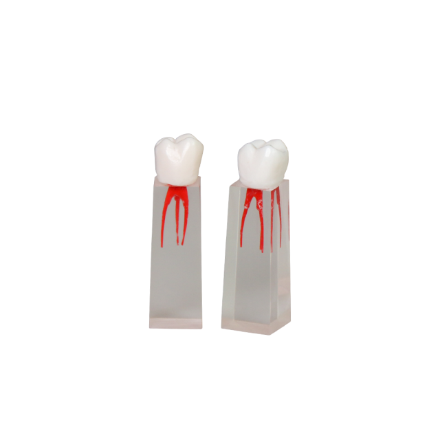 Root Canal Block JG-YS3