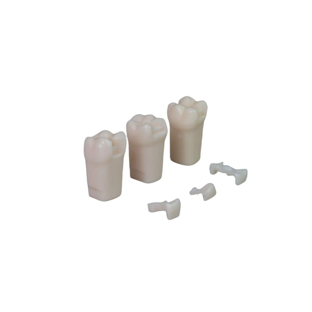 Adjacent Surface Inlay Refill Teeth for Dental Typodont | Jinglemed