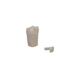 Adjacent Surface Inlay Refill Teeth for Dental Typodont | Jinglemed