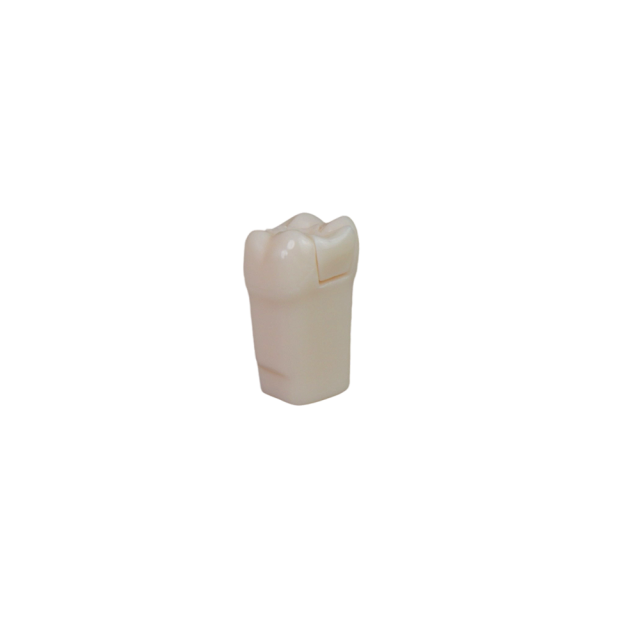 Adjacent Surface Inlay Refill Teeth for Dental Typodont | Jinglemed