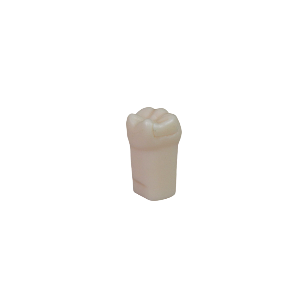 Adjacent Surface Inlay Refill Teeth for Dental Typodont | Jinglemed