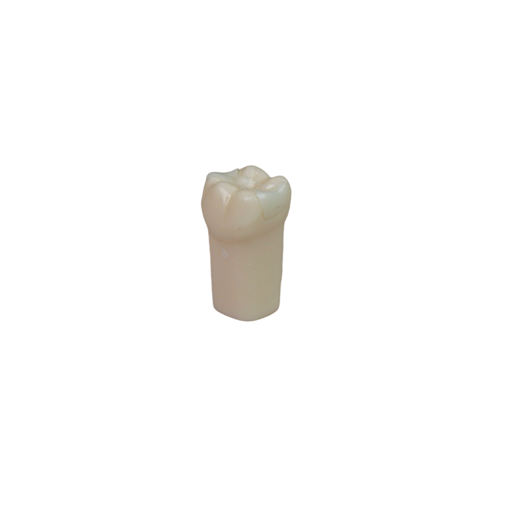 Adjacent Surface Inlay Refill Teeth for Dental Typodont | Jinglemed