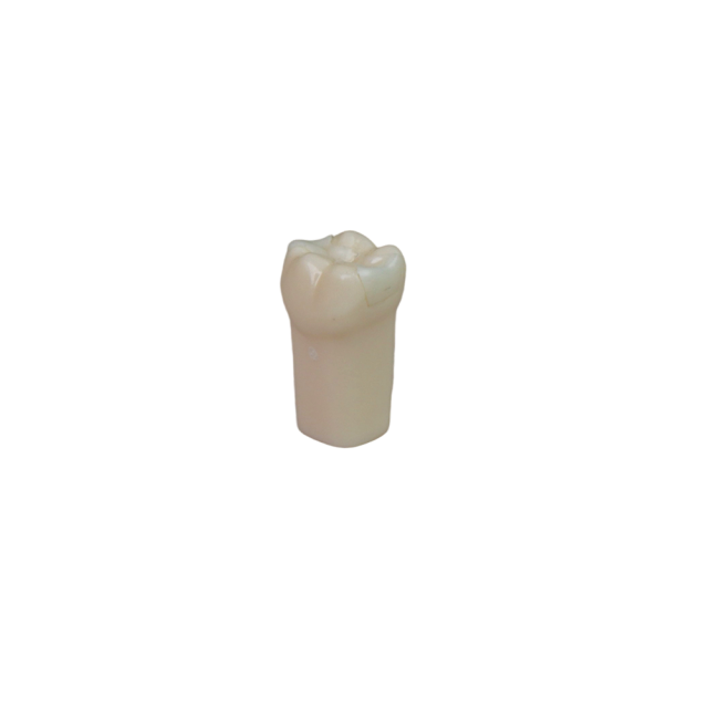 Adjacent Surface Inlay Refill Teeth for Dental Typodont | Jinglemed