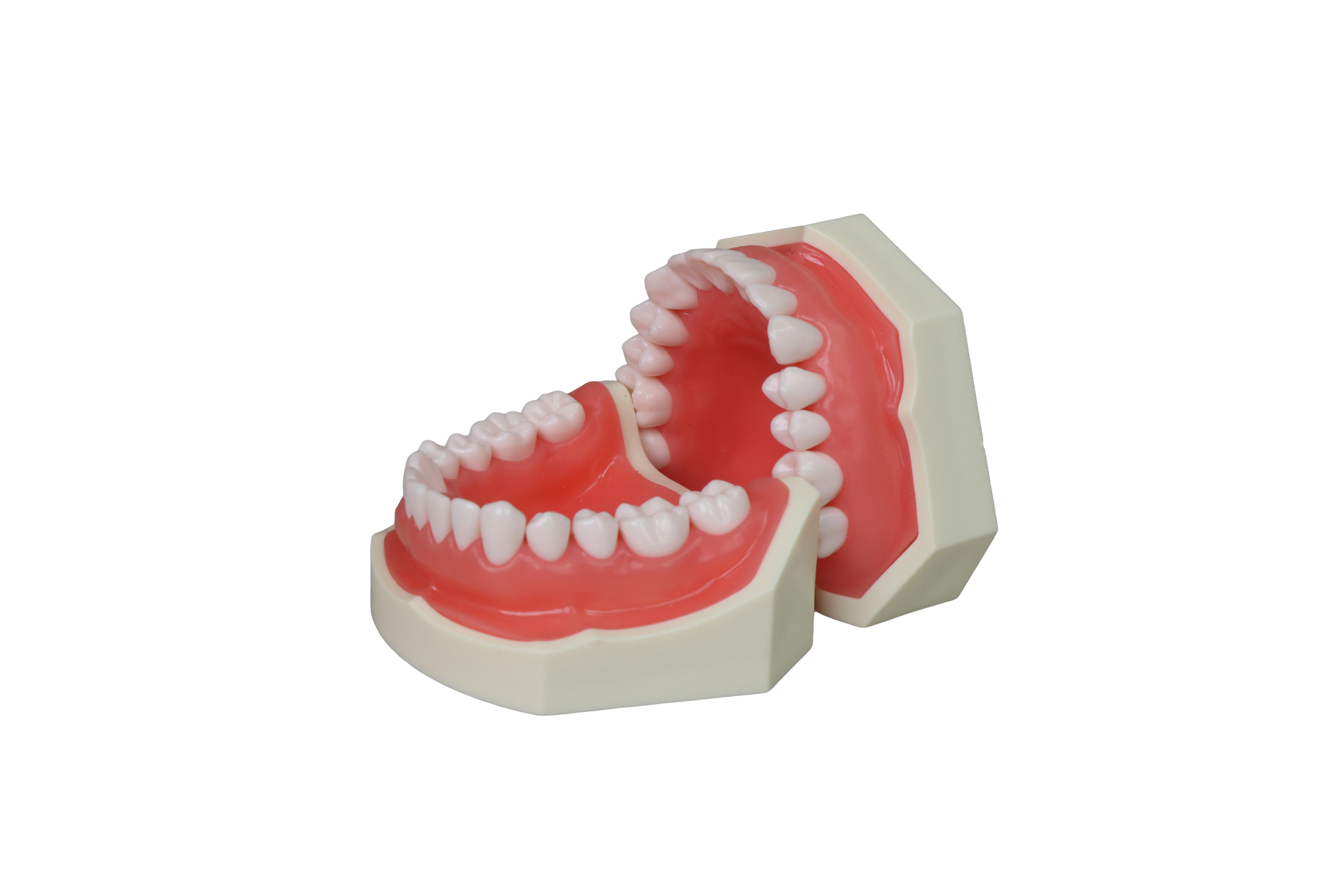 AsiaSoft Anatomical Tooth Model (DP & FE Articulator Compatible)