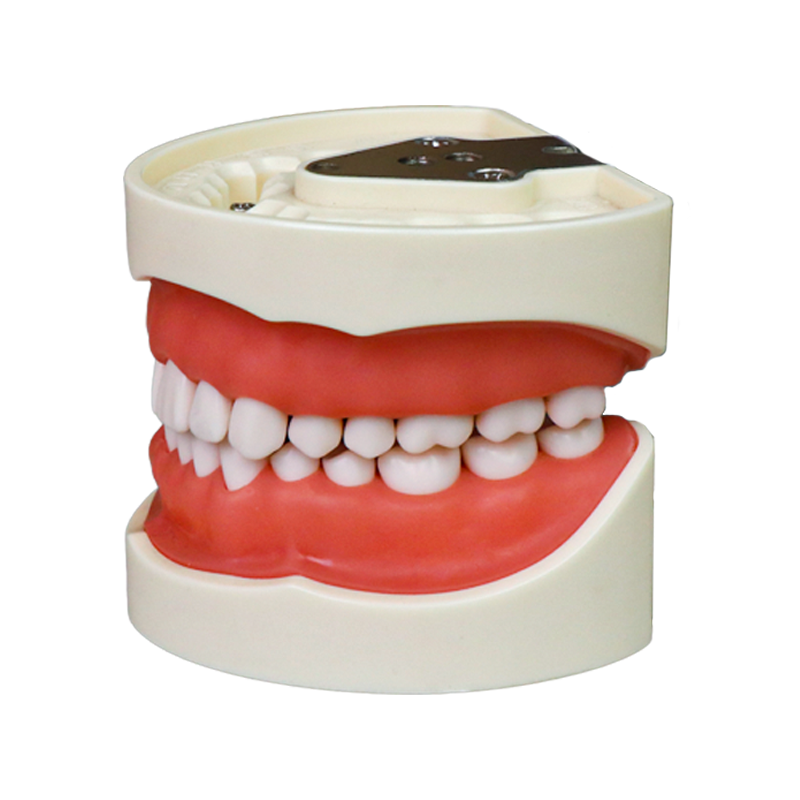 AsiaSoft Anatomical Tooth Model (DP & FE Articulator Compatible)