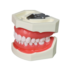 AsiaSoft Anatomical Tooth Model (DP & FE Articulator Compatible)