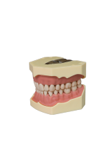 EuroSoft Anatomical Tooth Model with Soft Gums