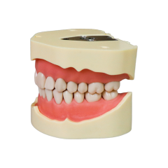 EuroSoft Anatomical Tooth Model with Soft Gums