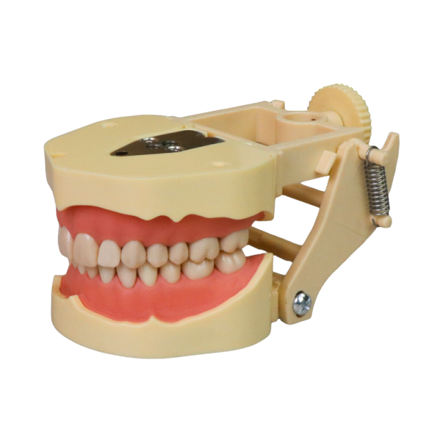 EuroSoft Anatomical Tooth Model with Soft Gums