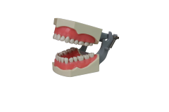 Standard Euro Dental Model