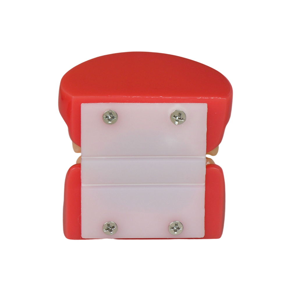 Orthodontic Demonstration Model | Malocclusion Dental Model for Patient Communication