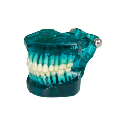 Transparent Standard Dental Model – 28 Teeth with Roots for Patient Communication