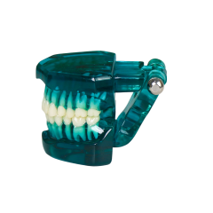 Transparent Standard Dental Model – 28 Teeth with Roots for Patient Communication