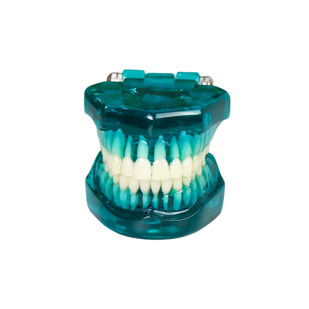 Transparent Standard Dental Model – 28 Teeth with Roots for Patient Communication
