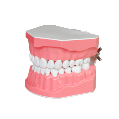 2x Enlarged Tooth Brush Practice Model – 28 Teeth with Toothbrush Included