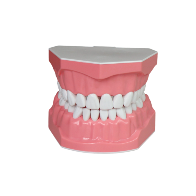 2x Enlarged Tooth Brush Practice Model – 28 Teeth with Toothbrush Included