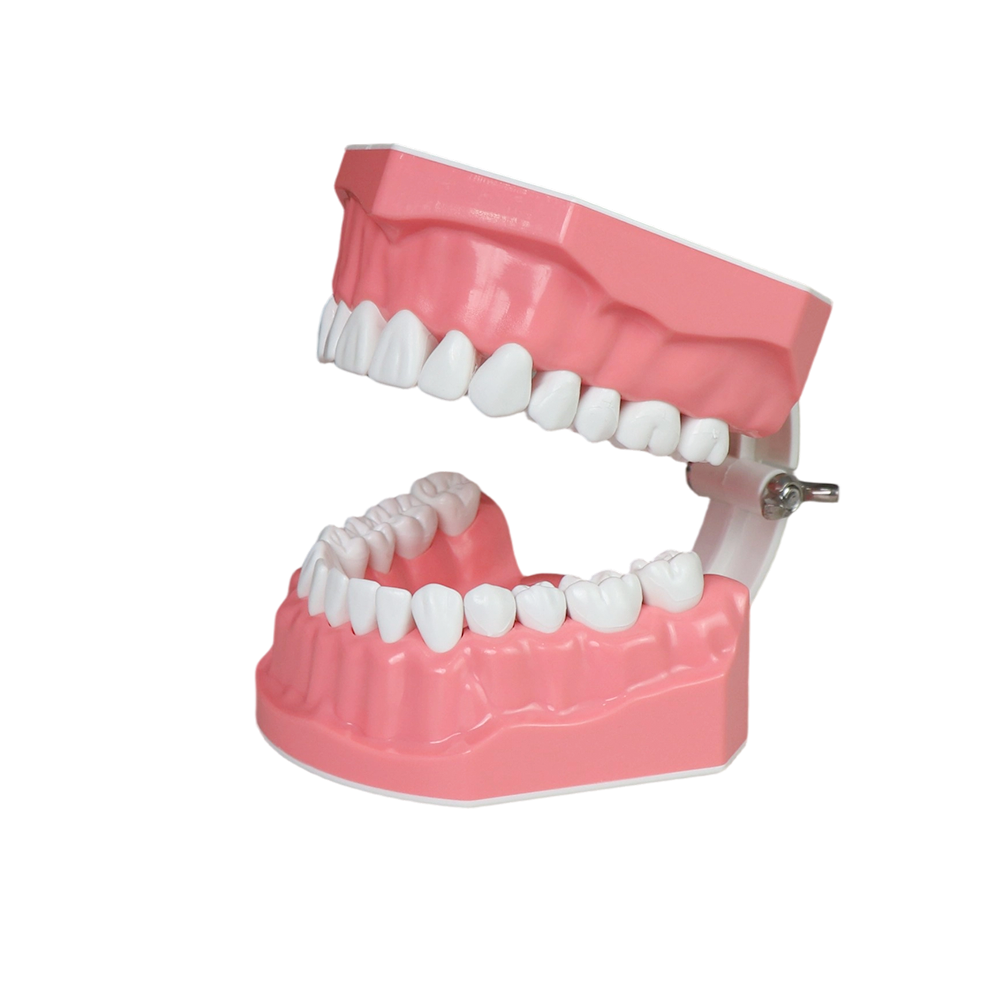 2x Enlarged Tooth Brush Practice Model – 28 Teeth with Toothbrush Included