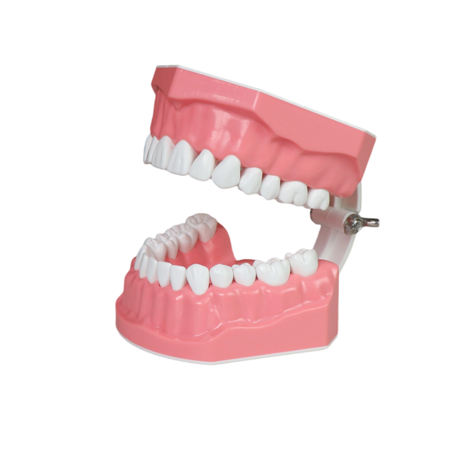 2x Enlarged Tooth Brush Practice Model – 28 Teeth with Toothbrush Included