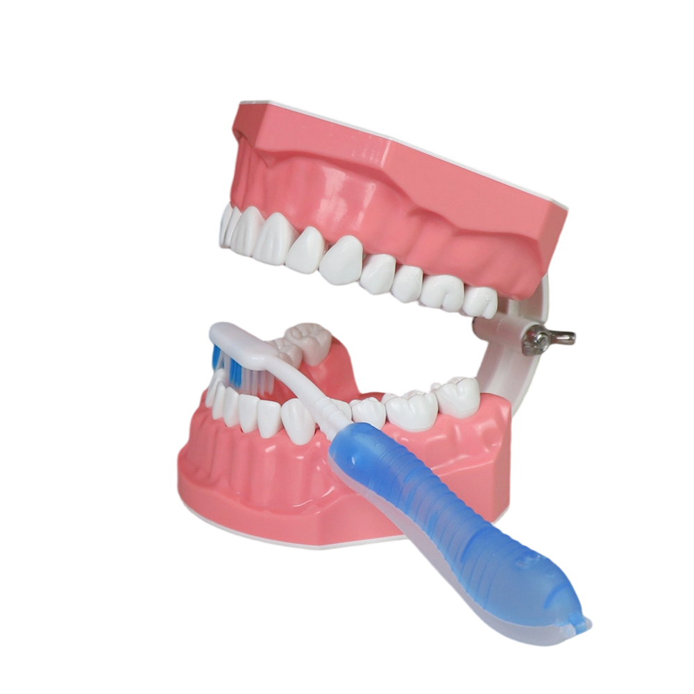2x Enlarged Tooth Brush Practice Model – 28 Teeth with Toothbrush Included