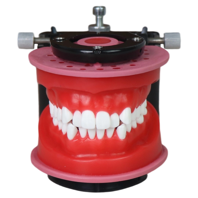 Orthodontic Wax Model with Articulator | 28 Teeth Dental Training Model