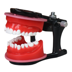 Orthodontic Wax Model with Articulator | 28 Teeth Dental Training Model
