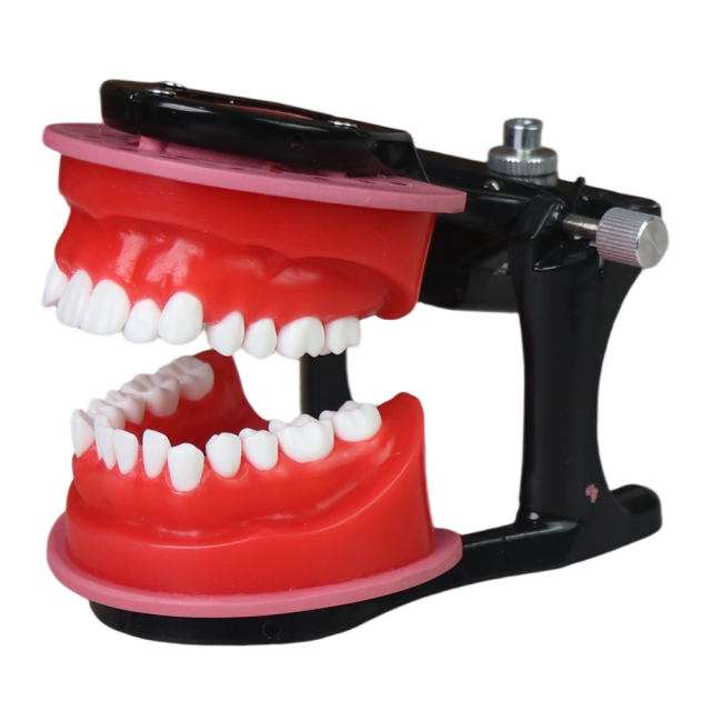 Orthodontic Wax Model with Articulator | 28 Teeth Dental Training Model