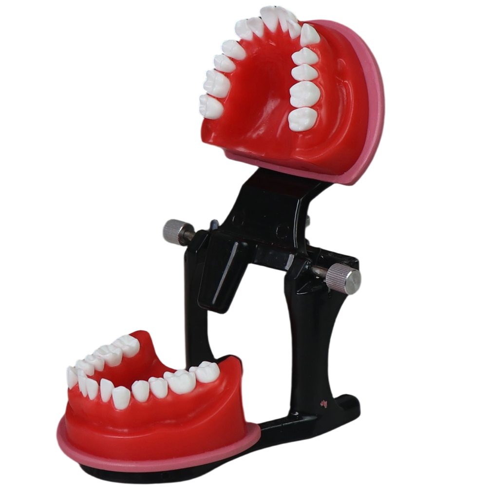 Orthodontic Wax Model with Articulator | 28 Teeth Dental Training Model