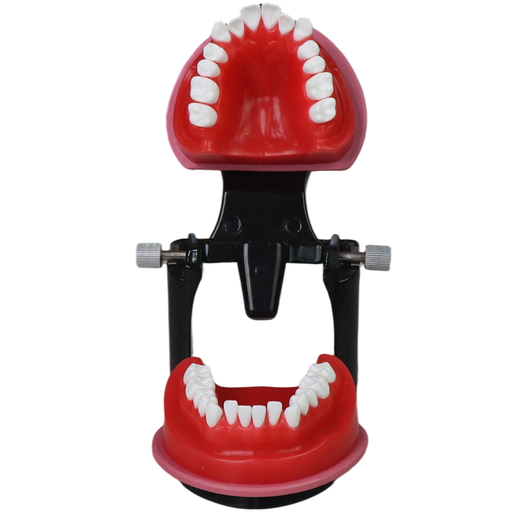 Orthodontic Wax Model with Articulator | 28 Teeth Dental Training Model