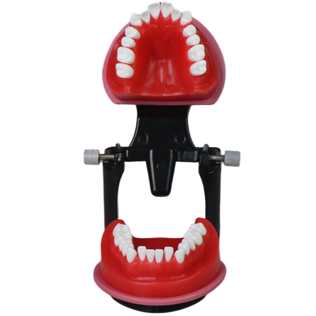 Orthodontic Wax Model with Articulator | 28 Teeth Dental Training Model