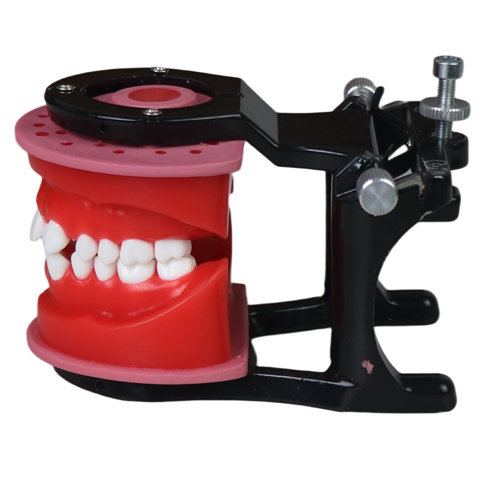 Orthodontic Wax Model with Articulator | 28 Teeth Dental Training Model