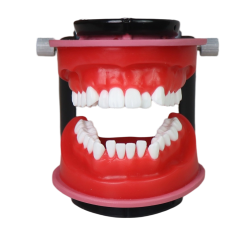 Orthodontic Wax Model with Articulator | 28 Teeth Dental Training Model