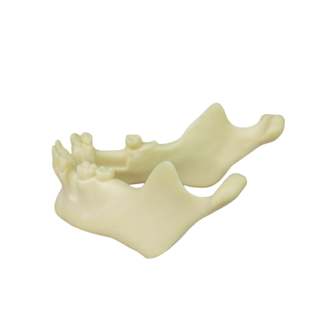 Mandibular Dental Implant Model – Foamed Resin for Implant Practice JG-Y12-T